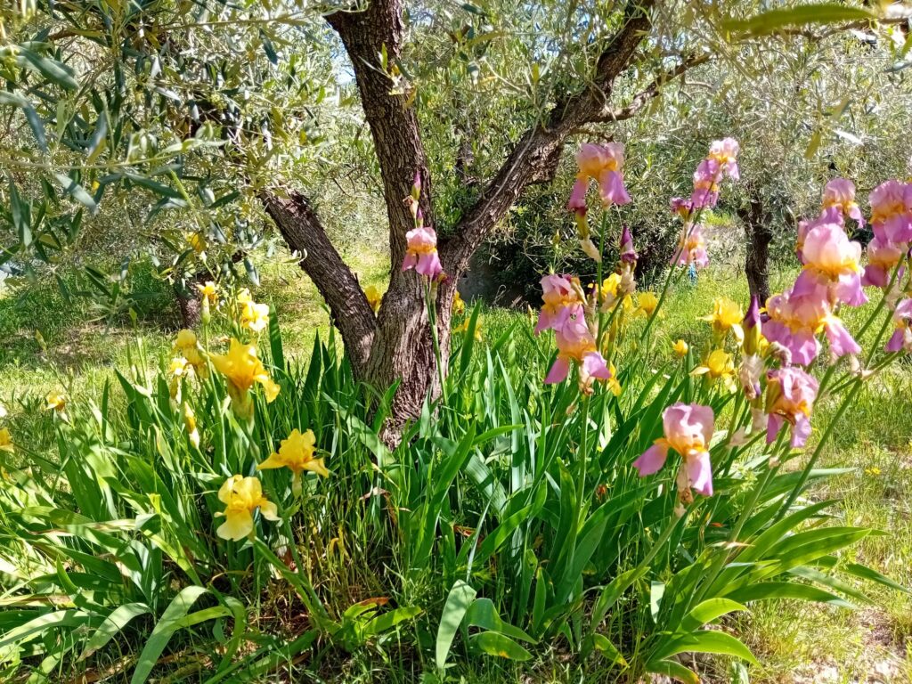Magnifiques iris en fleurs en ce joli mois de mai. Moment ideal pour un séjour inoubliable en coeur d'Hérault.
