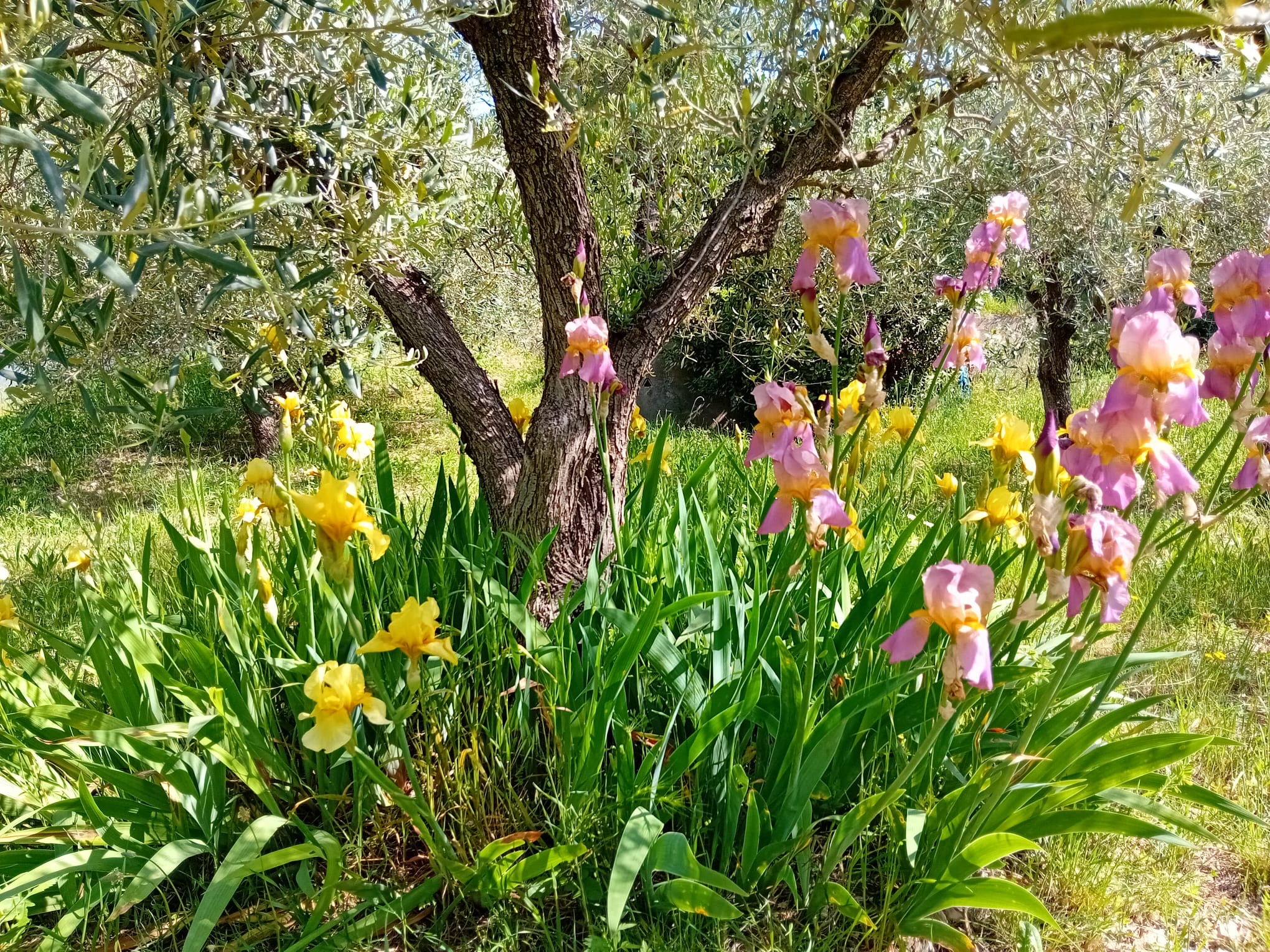 Magnifiques iris en fleurs en ce joli mois de mai. Moment ideal pour un séjour inoubliable en coeur d'Hérault.