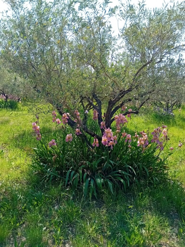 Iris en fleurs. location de tourisme dans l'Herault. Visite des jardins de la Bastide des Servières dans l'Herault.