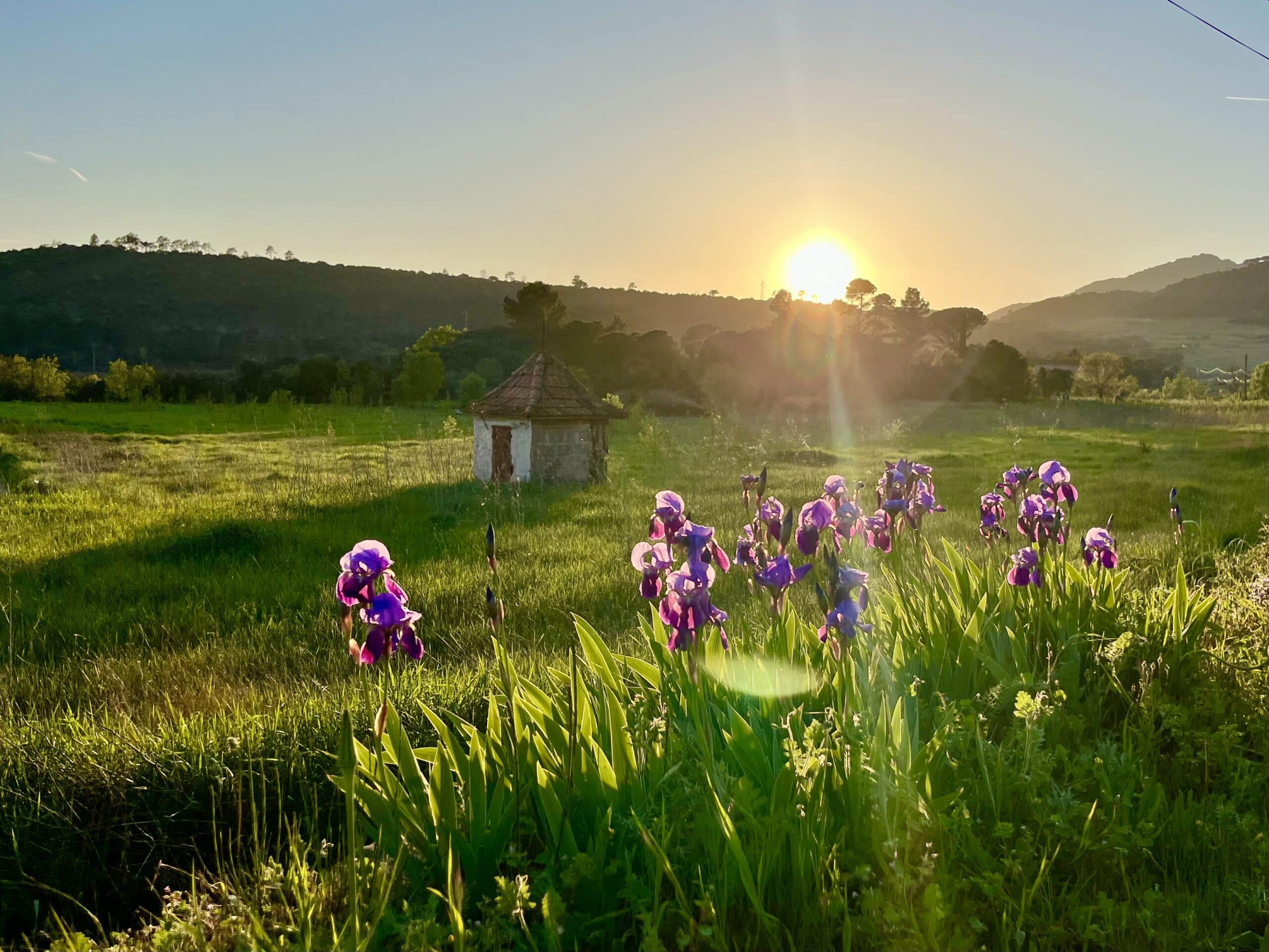 superbe coucher de soleil sur les iris, à coté de votre gite de location, la bastide des Servières. La nature au mois de mai est magnifique