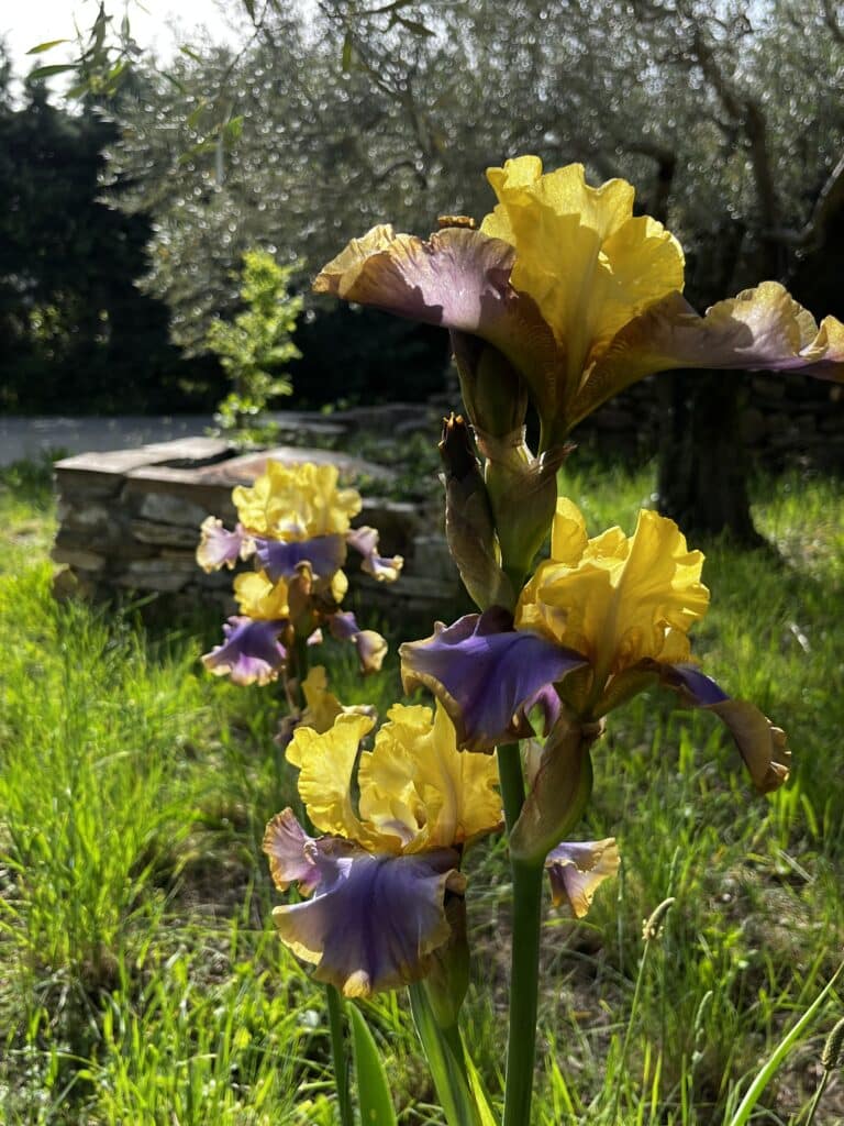 iris bicolore, dans le jardin d'Eden, chemin de la Faïence à Clermont l'Hérault, gite à louer.
