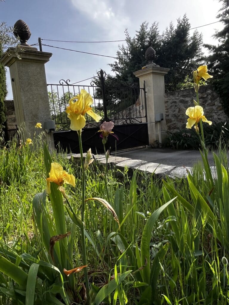 portail du 804 chemin de la Faïence, arrivée avec les iris jaunes