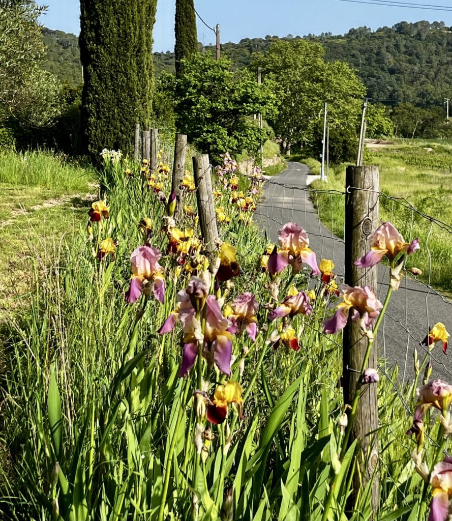 les iris se plaisent dans les jardins de la bastide des Servières. Pour une visite incroyable dans l'oliveraie