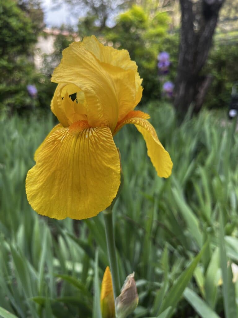 iris jaune d'or