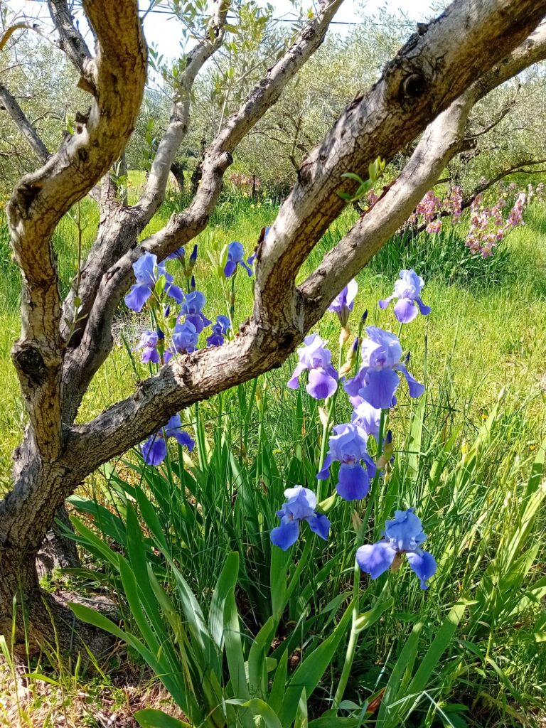les iris bleus c'est merveilleux. séjour de rêve en Sud de France, proche Montpellier et mer Méditerranée