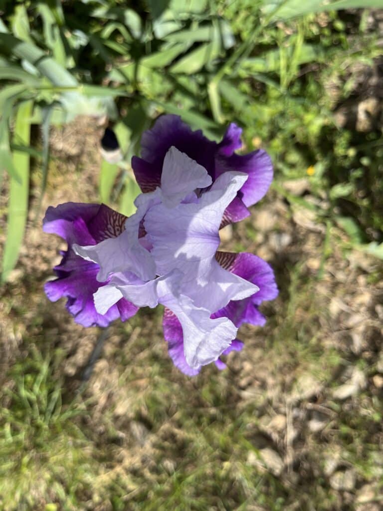 iris barbu violet et parme gîte clermont l'Hérault