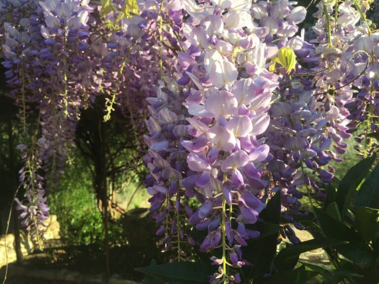 glycine enfleura. dans les jardins resplendissant de la bastide des Servieres, gite de prestige à louer toute l'année. En Occitanie, Languedoc, terres su Sud dans le département de l'Herault