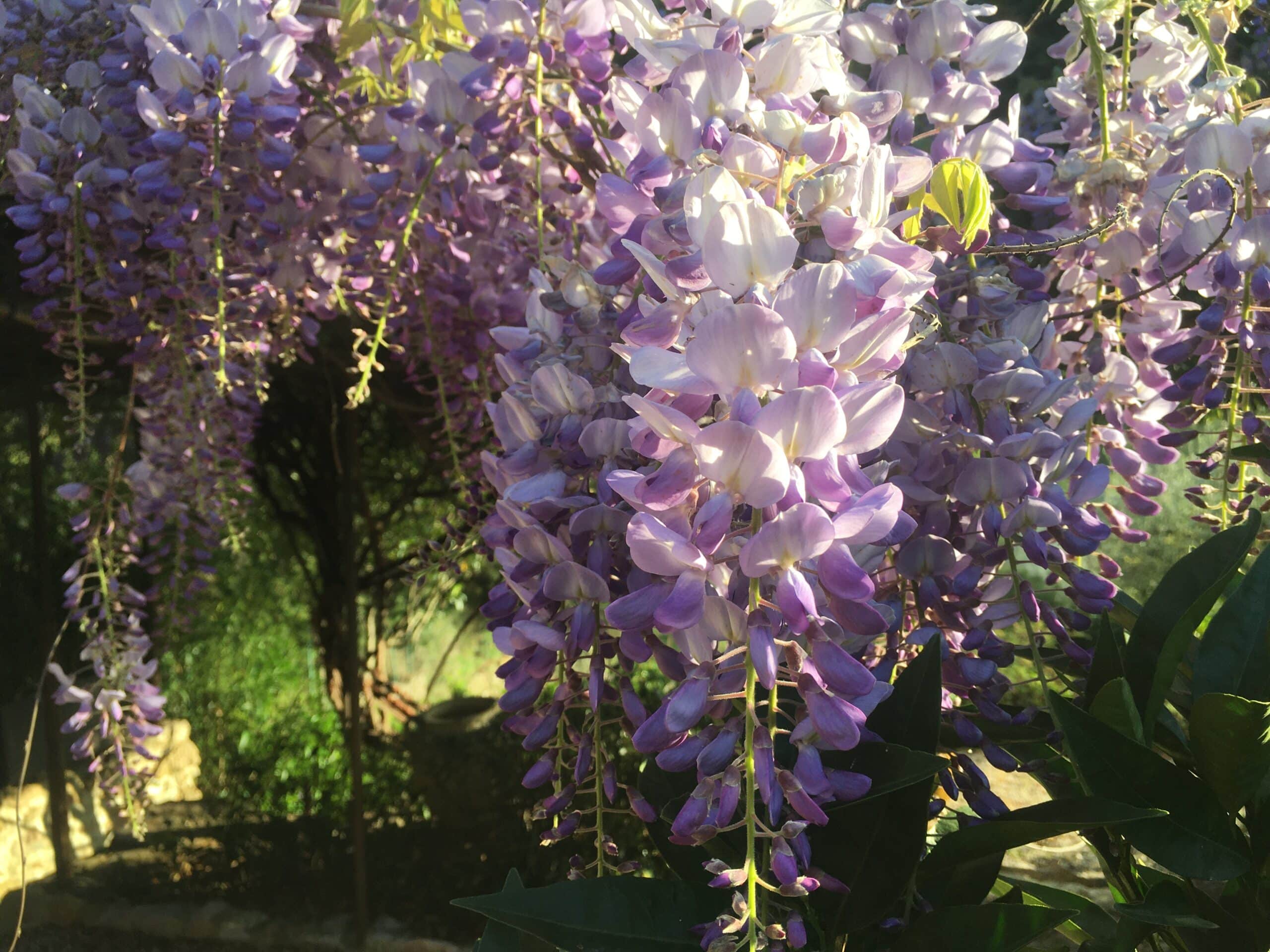 glycine enfleura. dans les jardins resplendissant de la bastide des Servieres, gite de prestige à louer toute l'année. En Occitanie, Languedoc, terres su Sud dans le département de l'Herault